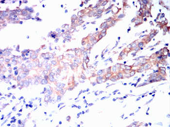 H4C1 Antibody