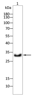 PDCD6IP Antibody
