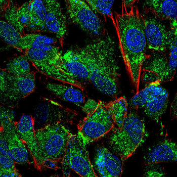 GRIN1 Antibody