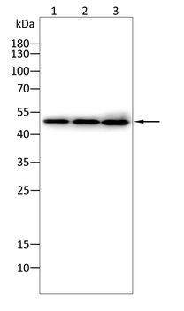 ENO2 Antibody