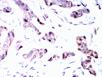 FOXA1 Antibody
