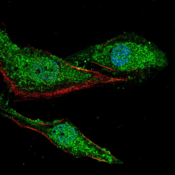 CDK5 Antibody
