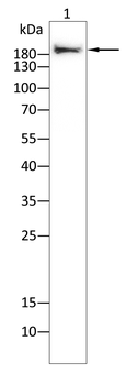 SMARCA4 Antibody