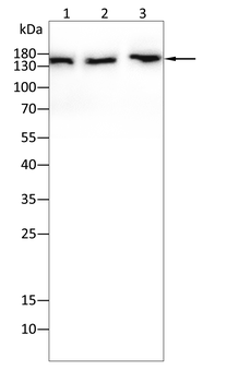 ROCK1 Antibody