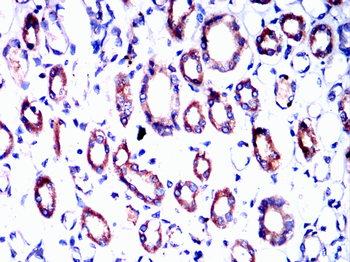 PDIA2 Antibody