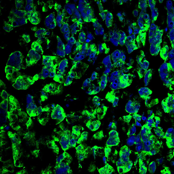 PDIA2 Antibody