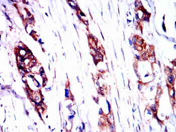 PDIA2 Antibody