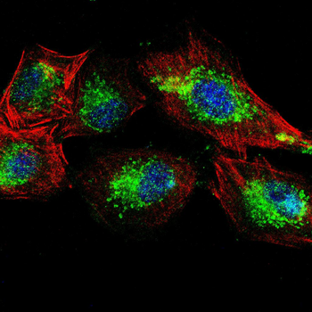 ARG1 Antibody