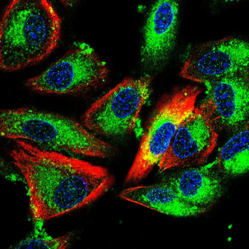 SPP1 Antibody