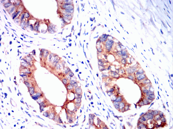 MAP2K1 Antibody
