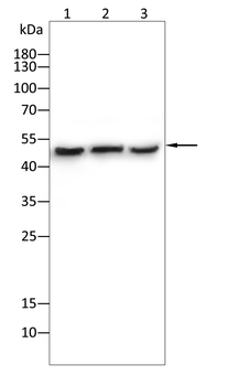 PIM1 Rabbit Polyclonal Antibody
