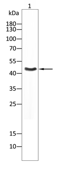 SGCA Antibody