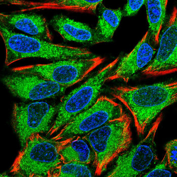 IFITM3 Antibody