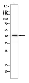 MAPK1 Antibody