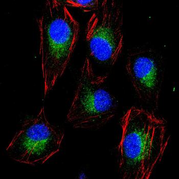 ARRB1 Antibody