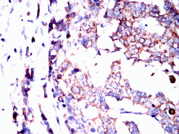 RPS3 Antibody