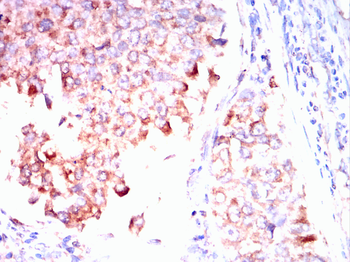 RPS3 Antibody