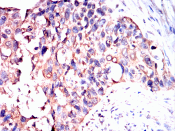 RPS3 Antibody