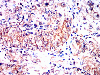 AXIN2 Antibody
