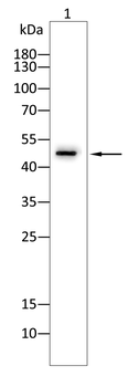 Cytokeratin15 Rabbit Polyclonal Antibody