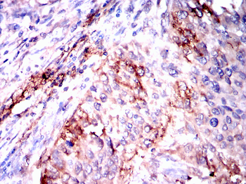 MT-CO2 Antibody