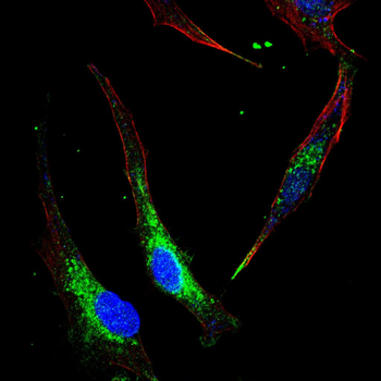 YWHAQ Antibody