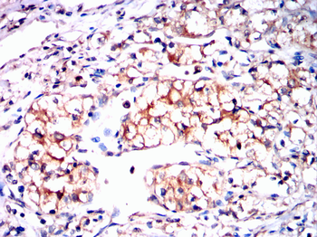 YWHAQ Antibody