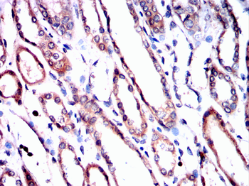FKBP5 Antibody
