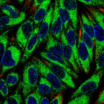 GCG Antibody