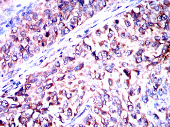 GCG Antibody