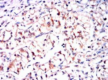 GCG Antibody