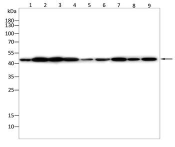 PGK1 Antibody