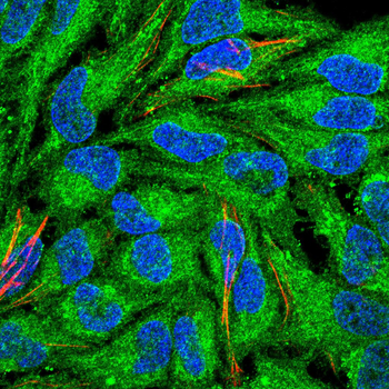 MAPK9 Antibody