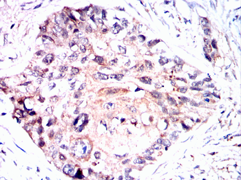 RXRA Antibody