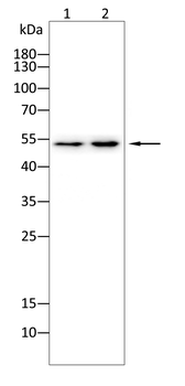 SGCG Antibody