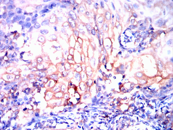 PRNP Antibody