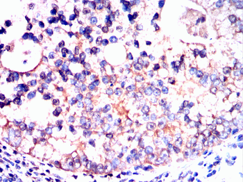 ADK Antibody