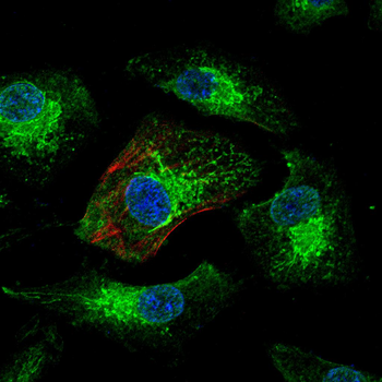 ELAVL1 Antibody