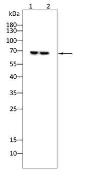 ACHE Antibody