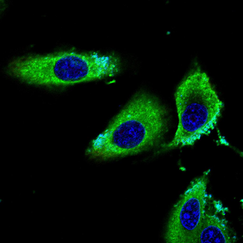 FDPS Antibody
