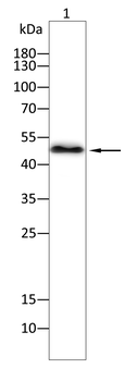 FDPS Antibody