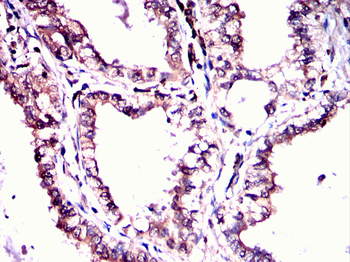 FZR1 Antibody