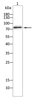 TGM2 Antibody