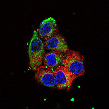 GDF15 Antibody