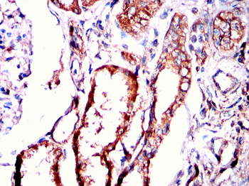 VEGFD Antibody