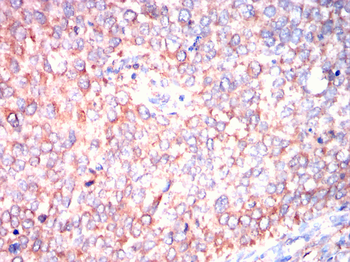 CYP2C9 Antibody