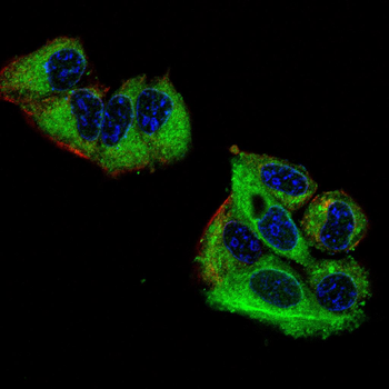 CLIC4 Antibody
