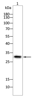 CLIC4 Antibody