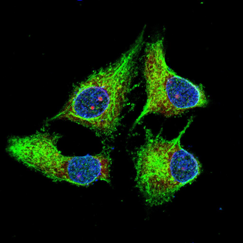 CYP1A2 Antibody