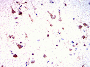 CYP1A2 Antibody